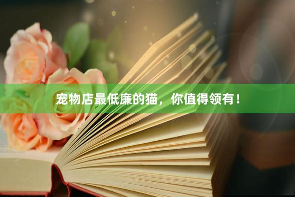 宠物店最低廉的猫，你值得领有！
